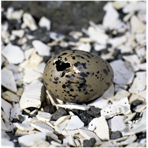 Tjaldsungi ad skrida ur eggi